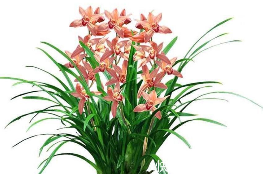 养兰花、君子兰你还施肥吗在土里加它,比肥料长得还好