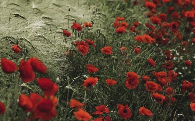 老年|“殷勤谢红叶，好去到人间”，人世恬淡，随缘自在