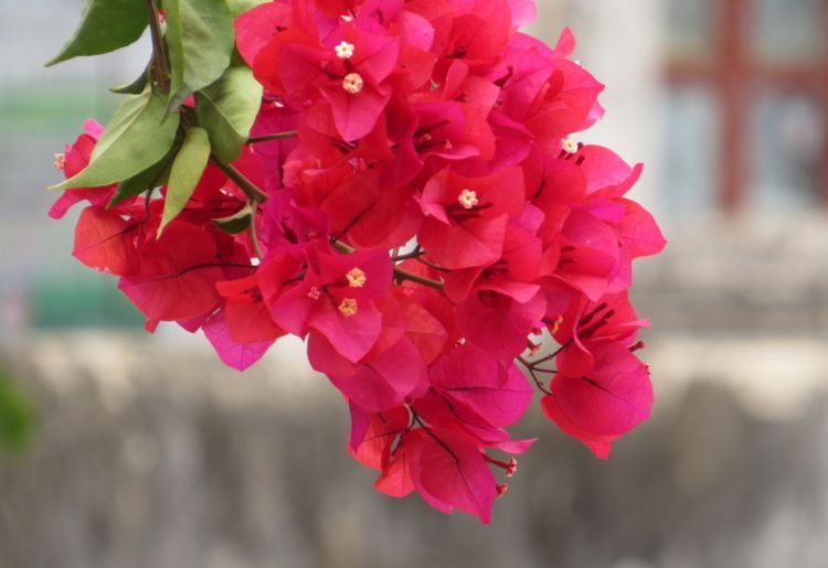 喜欢菊花,不如养盆“花中珍品”石竹,花型奇特,超文艺