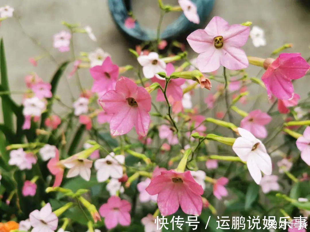 三角梅|30种夏天花,热不死、晒不死,大半年都开花,还没病虫害