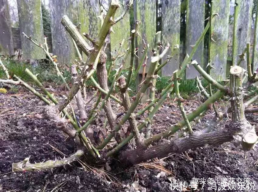 白粉病|每年剪几次,喷点药,月季可保持经常开花,不怕黄叶和感染病虫害