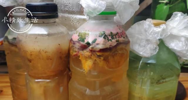 绿萝可别这样养，否则只能上墙，枝条比铅笔粗，不好打理