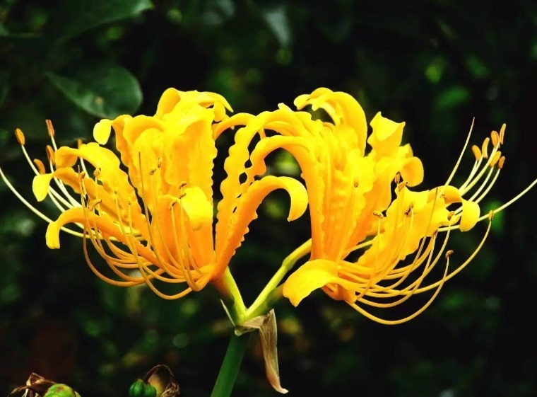 此花花姿妖娆,绽放出风韵独具金灿灿的花朵,寓意为爱的很痛苦