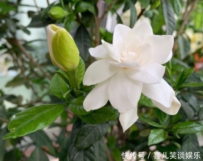 栀子花|4种花养家里，人养花，花也养人，花香四溢飘满屋，美