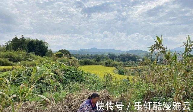 大米|农村随处可见的“草珠子”，原来是一种“米”，比普通大米更昂贵