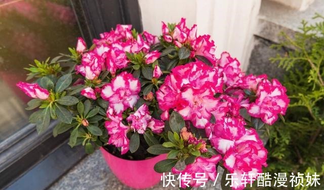 8种“洋气花”,天冷别喷水,不然黄叶、掉花苞,越养越难看