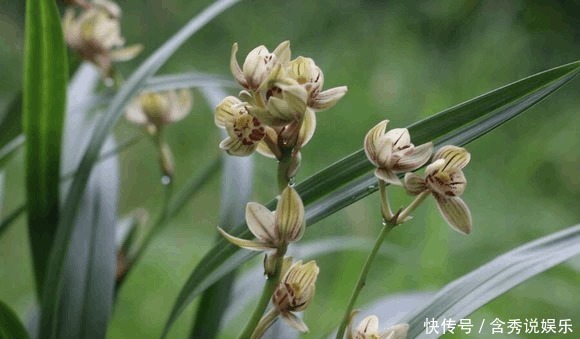 养兰您得学会识别能开花的兰株,否则入不了门