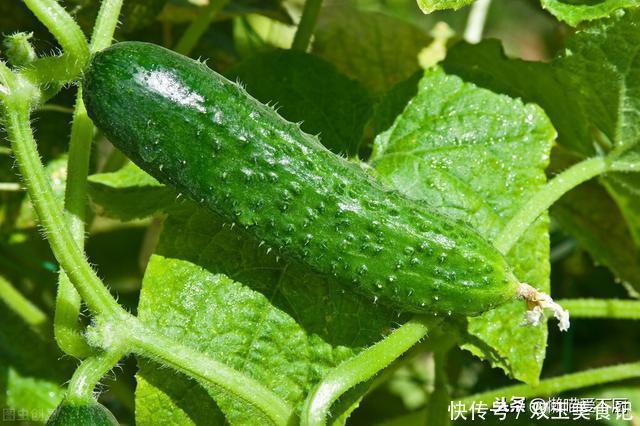 黄瓜|买黄瓜，挑直的还是弯的？老菜农：牢记这3点，激素黄瓜一看便知