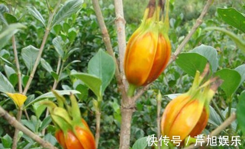 泡水|晚上易失眠多梦用此物泡水,睡前来一杯,告别失眠,抗菌又消炎