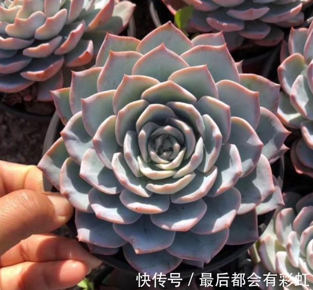 多肉植物秋天如何出状态、不徒长,做好4点,叶片越长越艳