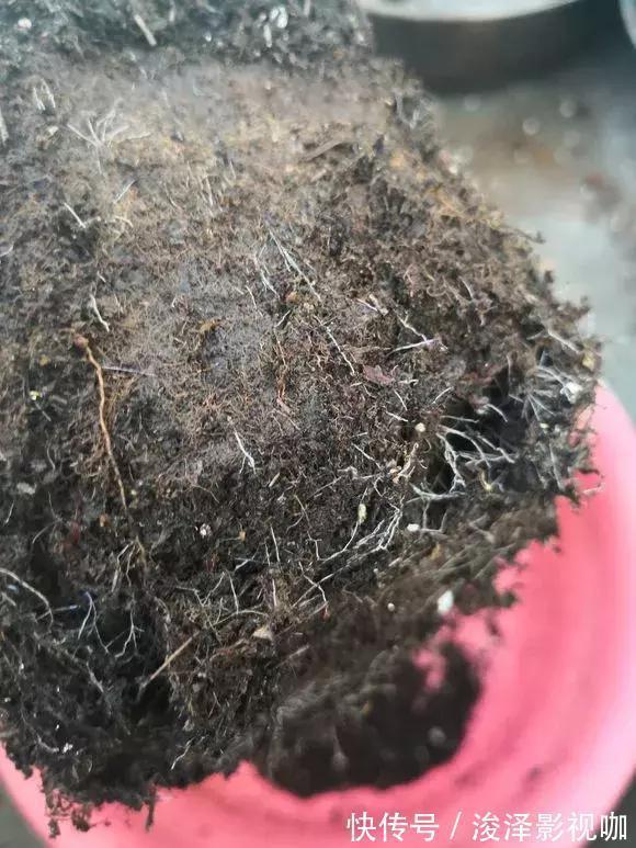 羊粪|路边捡来4种小东西,丢在盆底,一年不用施肥,也不怕烂根!