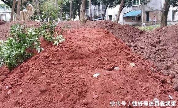 爆盆|户外挖“2种土”养花,君子兰长得像“大白菜”,茉莉花“爆盆”