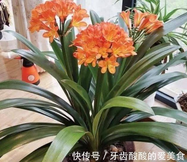 盘点3种适合秋冬养护的花，颜值高长势旺，花开不停美极了