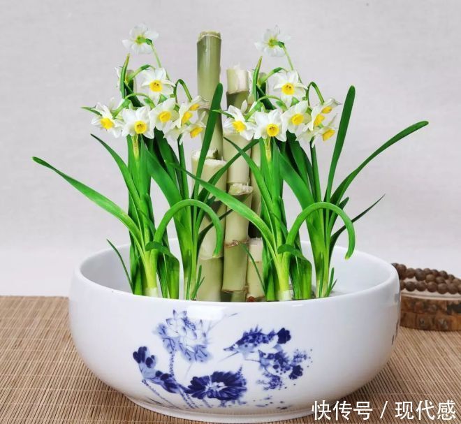 家里养花有“2不养”,又有“3必养”,养对了对家庭才有好处