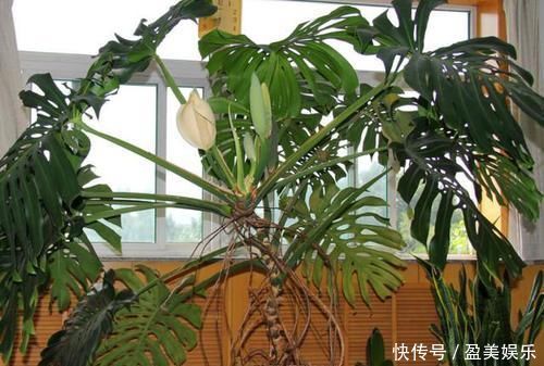 家庭里最适合养4种“大植物”,不仅是“天然造氧机”,还好活!