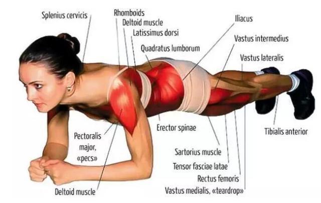 体脂率|其实每个人都有腹肌,五个动作无需器械,吓跑盖在腹肌上面的脂肪