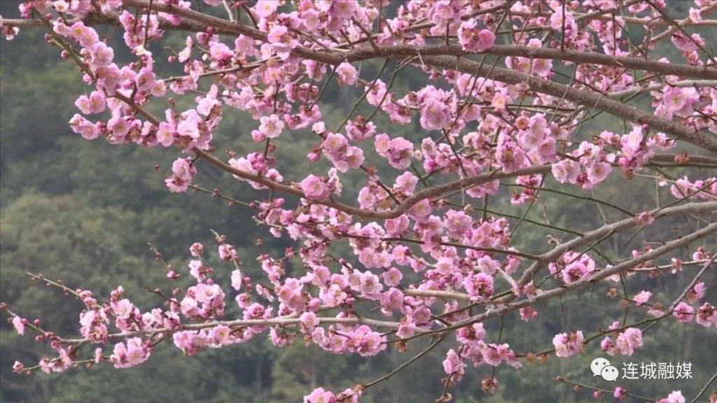 连城培田：梅花迎春开 古村焕新颜