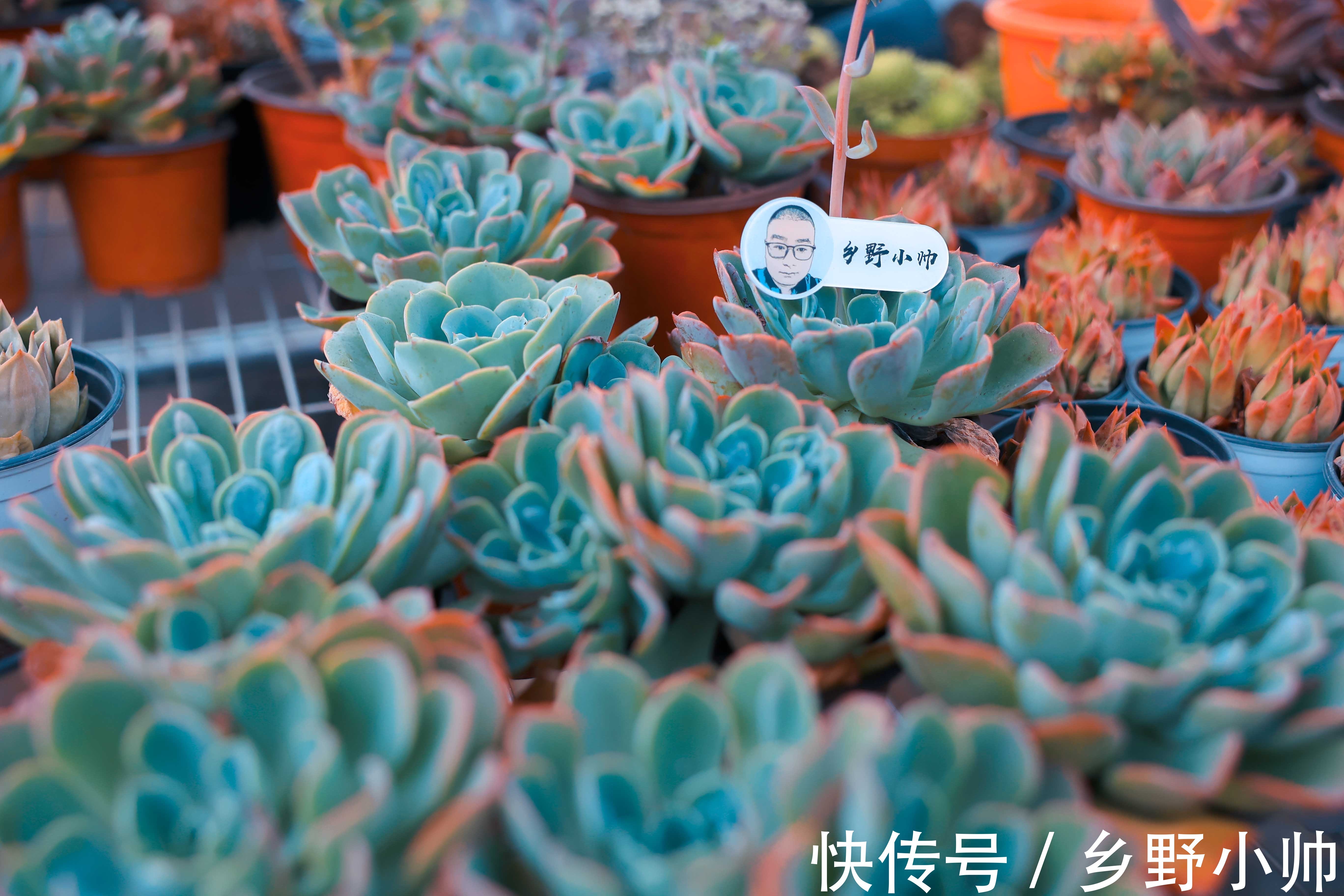 光照|想要高大的雨滴老桩？听小帅说，雨滴越来越美