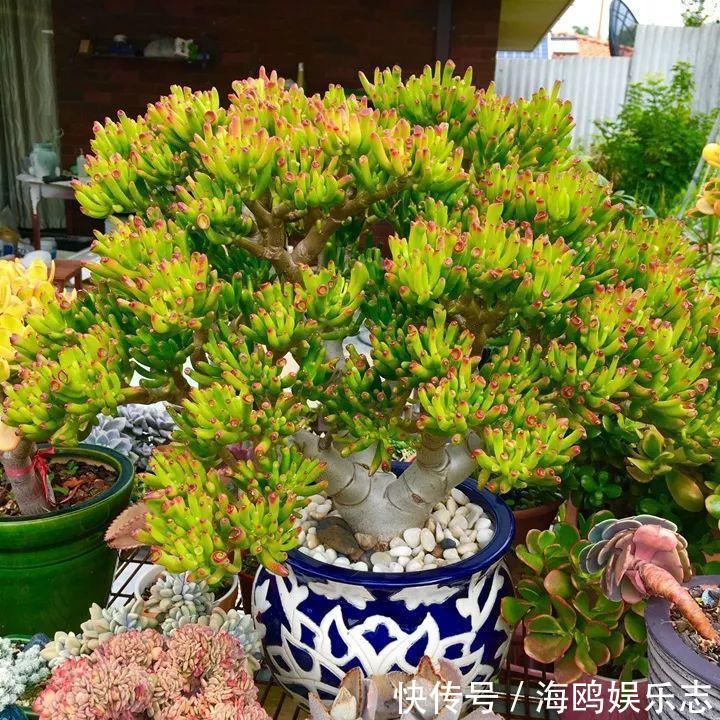 存钱筒|20年的“玉树”,叶子长成存钱筒,夏天猛晒红彤彤!