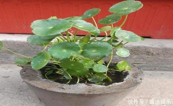 花盆也有讲究,用对了花儿长势旺,用错可就欲哭无泪了