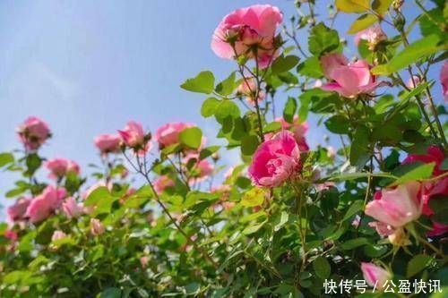 花苞|3种花就是醋坛子，浇水加几滴，叶子油绿发亮
