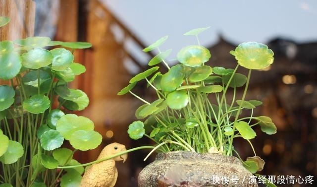 客厅养“3钱4财”，好看又好养，新手反倒看不上！