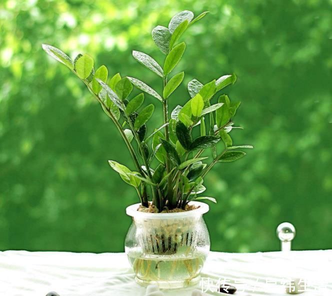 光照不好的地方,养这3种花,一样长得好