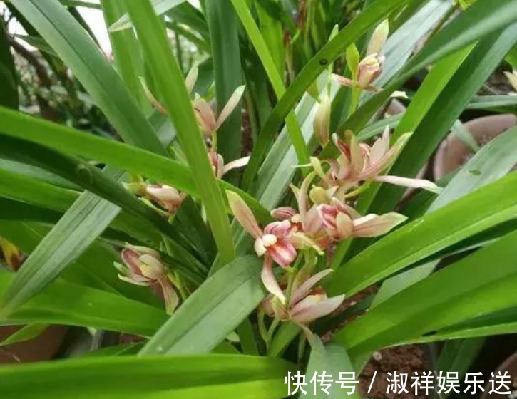 3种花,比香水还好闻,好养漂亮,一养就上瘾,满屋飘香助睡眠!