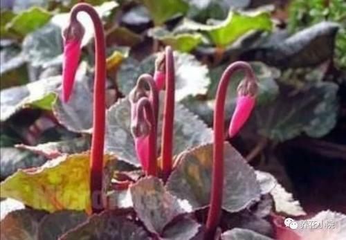 仙客来开花期,给它做4个小细节,开花时间长,花色更美