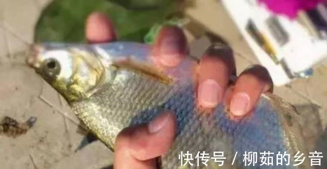 钓友们|入秋了，反而鳊鱼更不好钓照我说的方法调整，不连竿才怪！