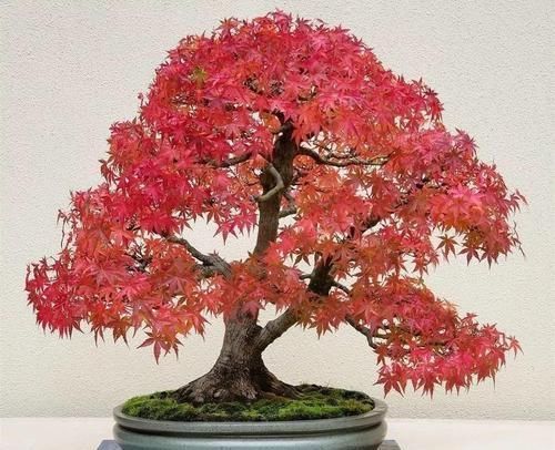 图片作者|家里有这10种花,多修剪少浇水,能养成高价盆景