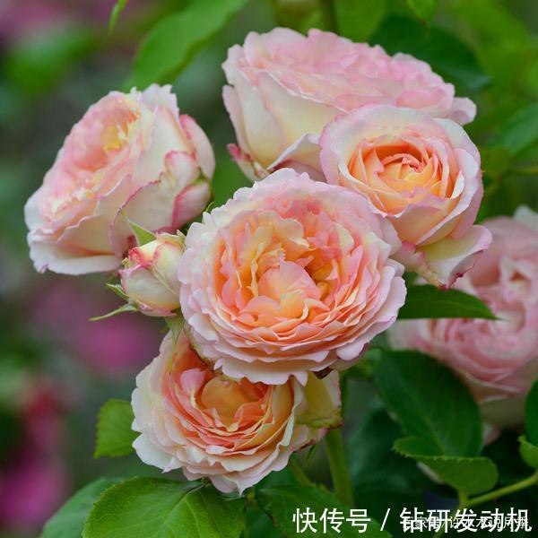25款罕见会变色的月季,一朵花能开出黄、粉两种颜色。新手推荐