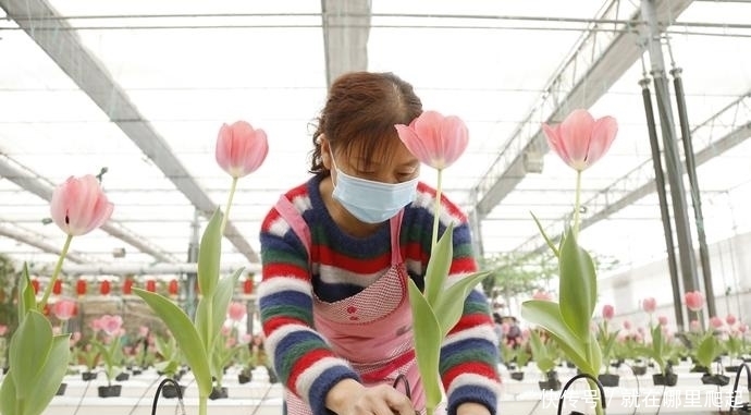 老年|(社会)河北邢台:郁金香盛开迎客来