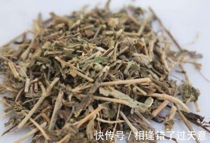 透骨草|十个人九个腰疼,此野草泡水喝,活血化瘀,腰不疼了,早喝早好