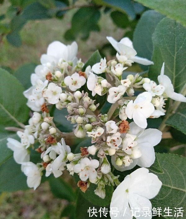 中国特有的琼花,隋炀帝的最爱,开花简直美翻了!