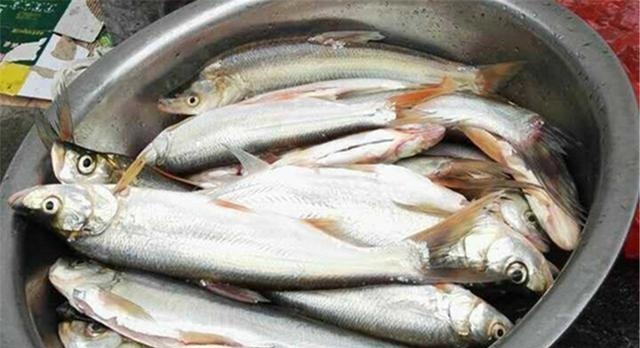 狂拉翘嘴的几种好方法,翘嘴大小不同,钓法完全不同