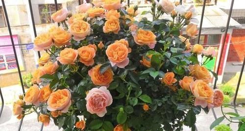 3种木质花卉，开花漂亮花期超长，越养越漂亮，是盆栽佳品！