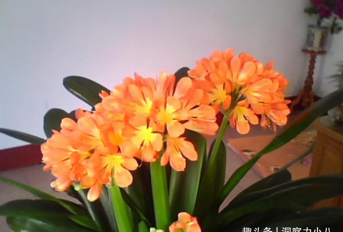 养分|君子兰有“三怕”,入冬养护需避开,猛催新芽,绽放层叠群兰