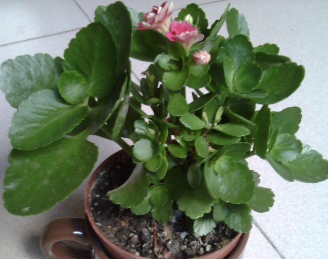 复合肥|长寿花能否开爆，关键在4点，长寿花爆花的精髓包含在里面