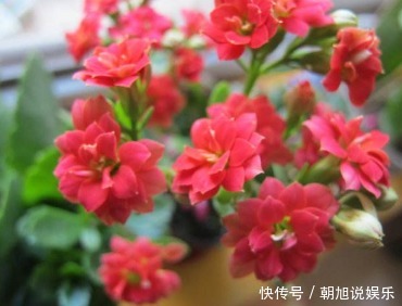 满盘|养了几年的长寿花，不开花，别人的花开满盘，原来是这样！