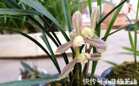 兰花|养兰花“2懒1勤”别守规矩,新芽冒不停,花箭半米高