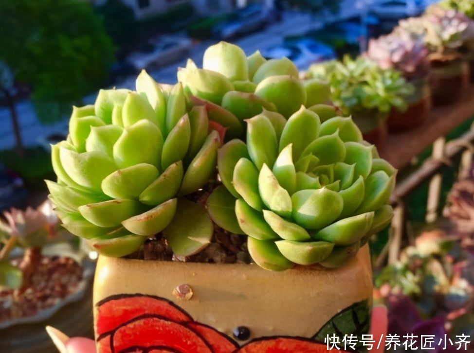 养花总是烂根？不仅要少浇水，还要做好这4点