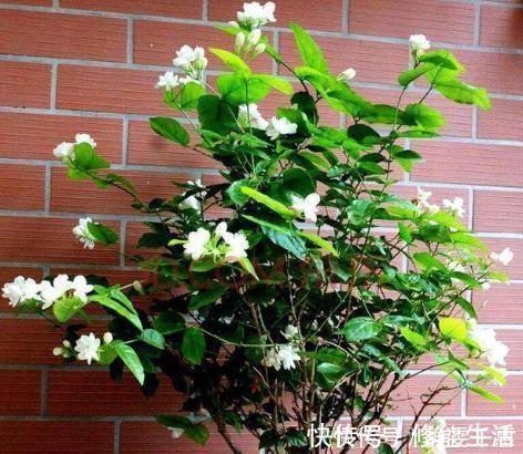 肥料|养茉莉花,多浇“2种水”,黄叶问题轻松解决,四季开花满屋香