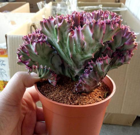 在家盆栽4款多肉要小心，它们对健康有害，需早点丢出去