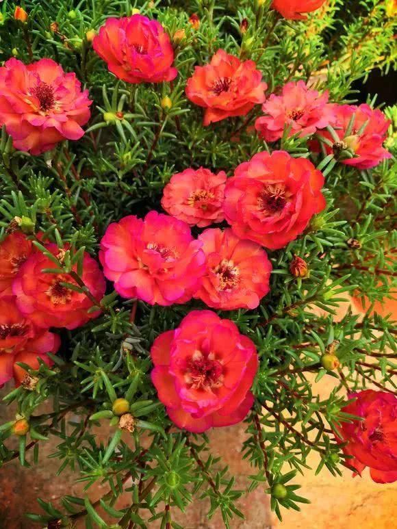 5种花现在插土里,下个月就开花,再热也不怕,别错过了