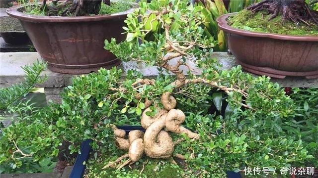 制作方法|黄杨盆景姿态优美是如何制作的?后期养护,盆景制作方法在这里