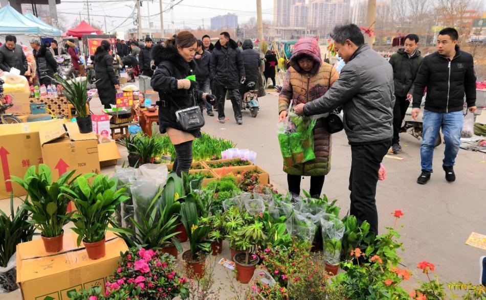 干湿度|养花知识：天冷入手“地摊货”后，这么操作才不会一盆都留不住