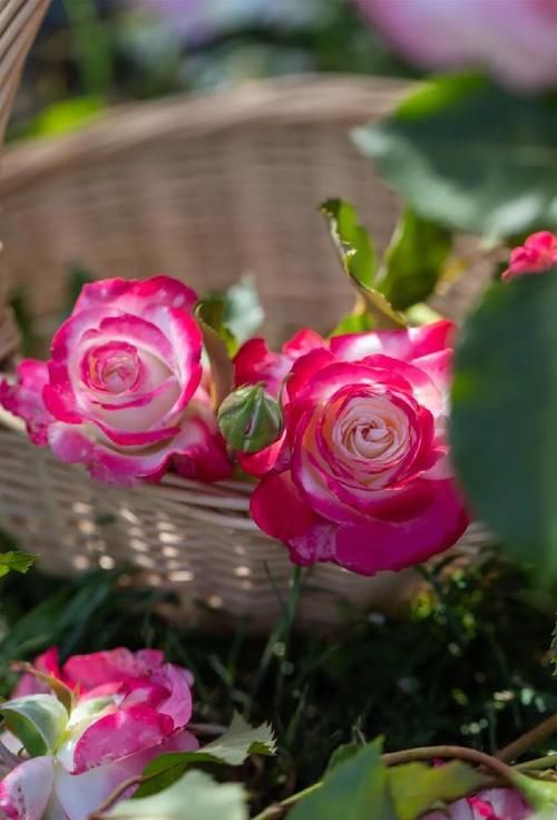 这份让春季花园“爆花”的清单你收藏一下吧！