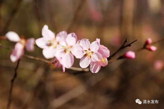 早春花枝俏，清水桃花朵朵开