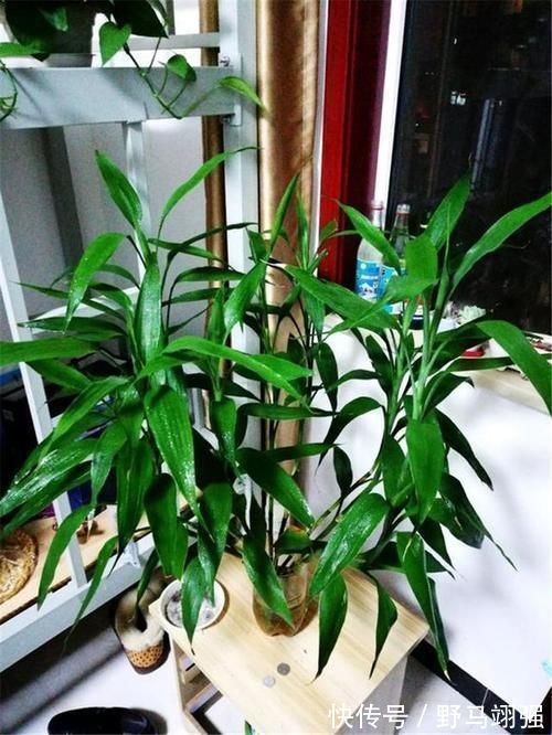 养护|室内养什么植物“风水”好？此6种盆栽，人养花，花亦养人